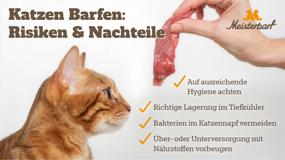 Dieses Bild zeigt auf, welche Risiken und Nachteile das Barfen für Katzen haben kann.