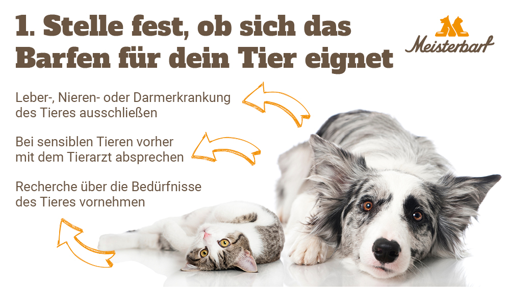 Hier sehen Sie einen gesunden Hund und eine gesunde Katze, die mit Barf Fleisch ernährt werden sollen.