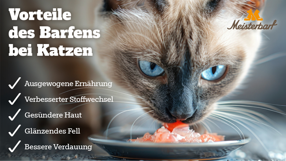 Dieses Bild zeigt eine Katze, die Barf zu sich nimmt.