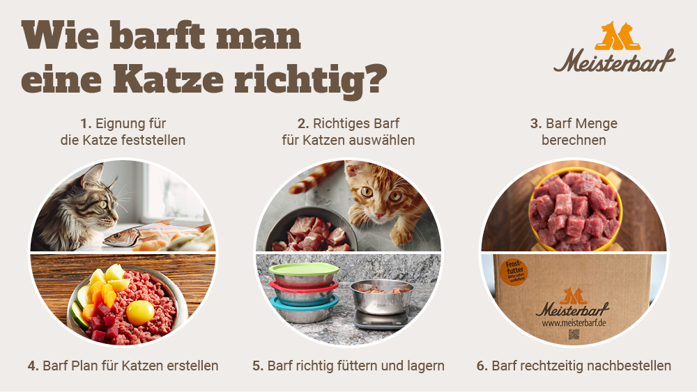 Dieses Bild erklärt in 6 Schritten, wie man eine Katze richtig barft.