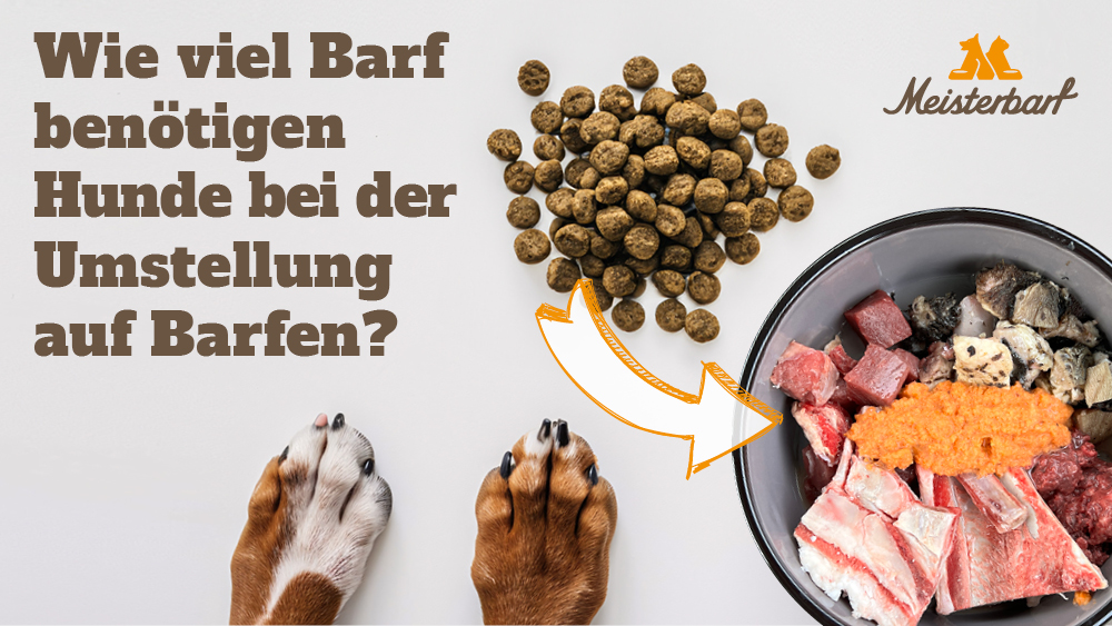 Sie sehen hier Hundepfoten und eine Abbildung von Trockenfutter zu Barf Fleisch.