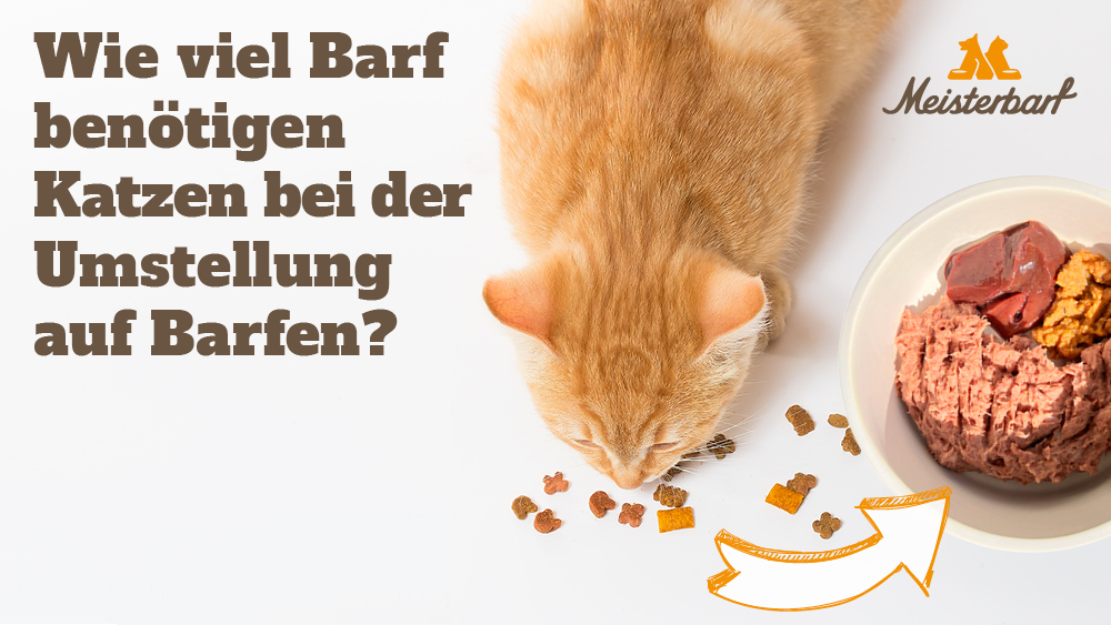 Hier sehen Sie eine Katze, die Stück für Stück auf Barf umgestellt wird.