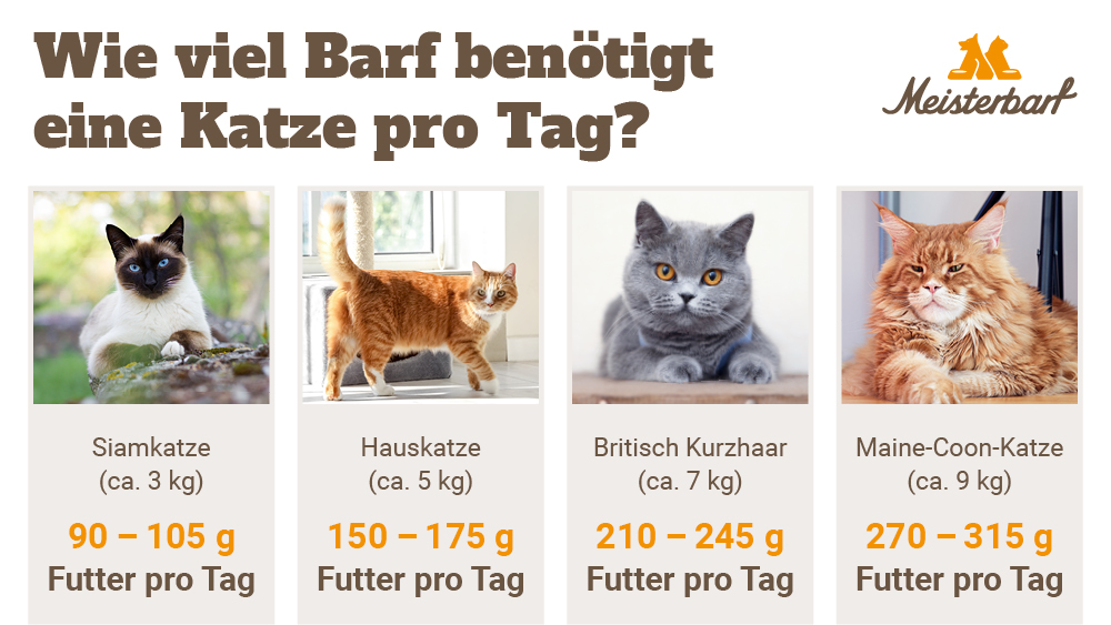 Hier sehen Sie vier verschiedene Katzentypen und Gewichtsklassen mit der entsprechenden Futterempfehlung.