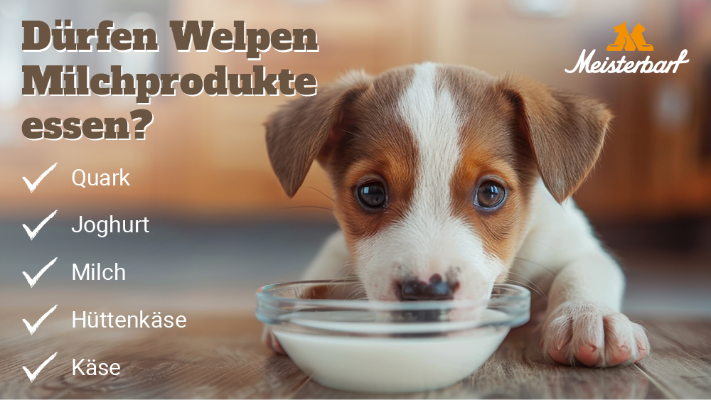 Hier erklären wir ihnen, ob und welche Milchprodukte Hundewelpen essen dürfen.