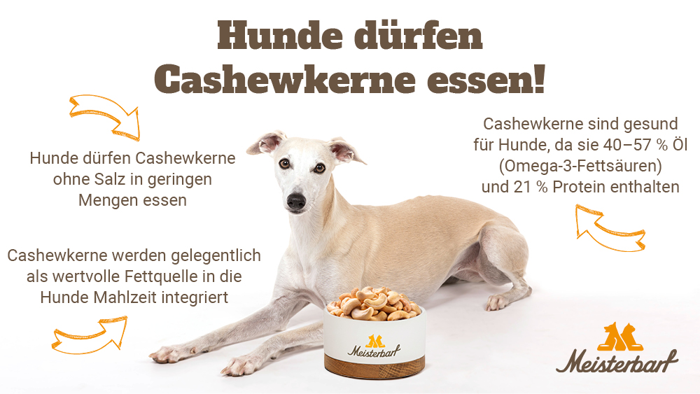 Dieses Bild zeigt einen Hund neben einem Napf gefüllt mit Cashewkernen.