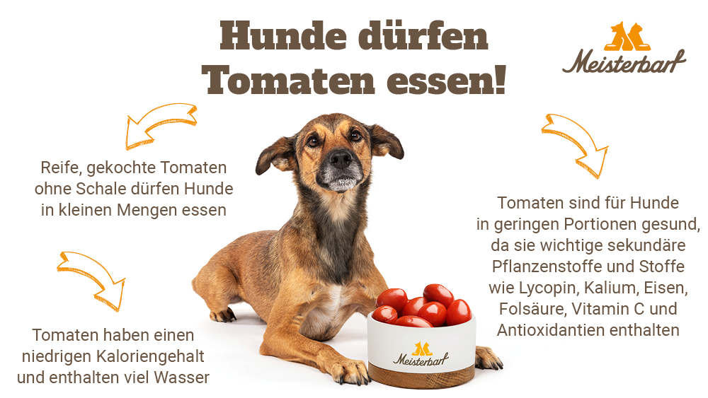 Hier zeigen wir, dass Hunde gekochte Tomaten essen dürfen.