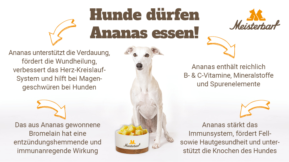 Auf diesem Bild ist ein Hund vor einem Napf gefüllt mit gesunder Ananas zu sehen.