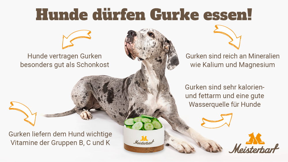 Hier sehen Sie, dass Hunde Gurken essen dürfen und warum.