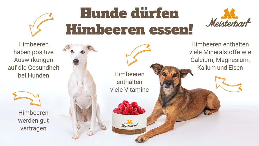 Auf diesem Bild sehen Sie zwei Hunde mit einem Napf voller Himbeeren