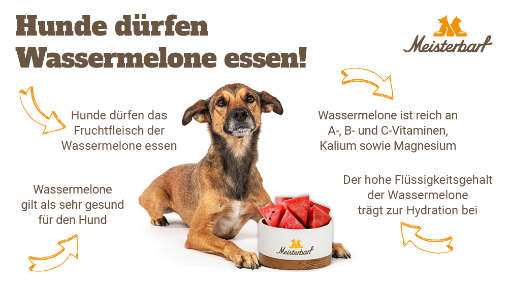 Auf dieser Grafik sehen Sie einen Hund, der gerne Wassermelone essen möchte.