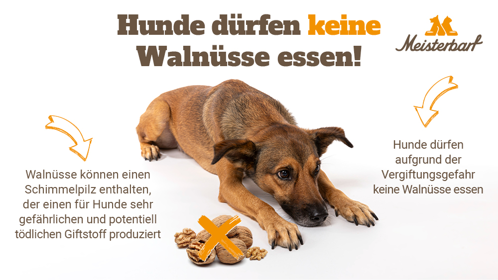 Auf dieser Grafik erkennen Sie, dass Hunde keine Walnüsse essen dürfen.