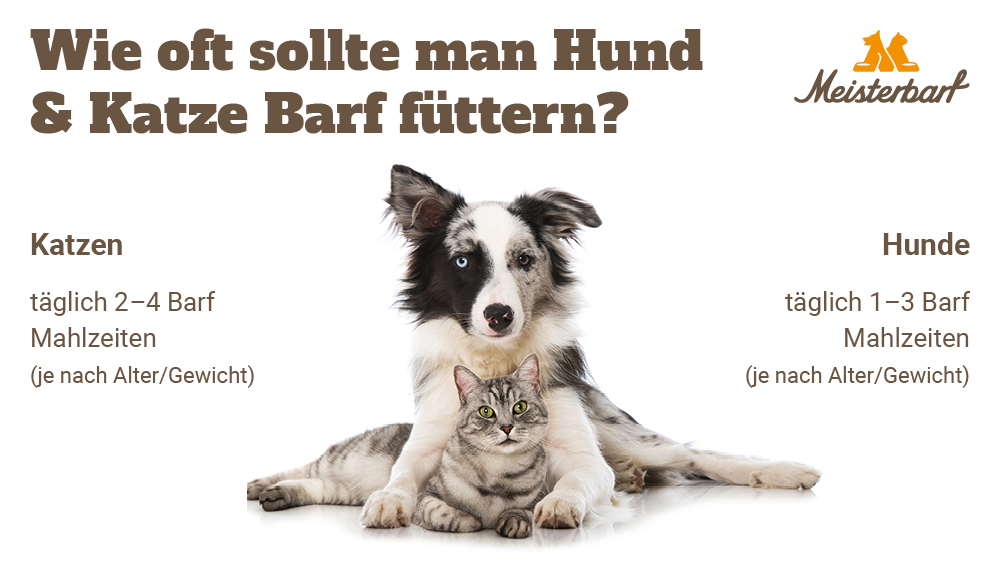 Dieses Bild zeigt wie oft man Hund und Katzte Barf füttern sollte.