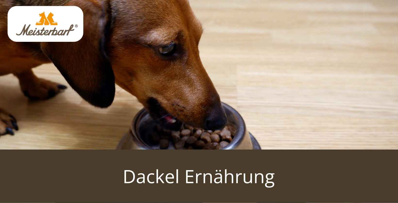 amazon hundemantel Wasserdichter Hundemantel mit Integriertem Geschirr – Warmer Wintermantel  mit Reflektoren – Fellnasenstube