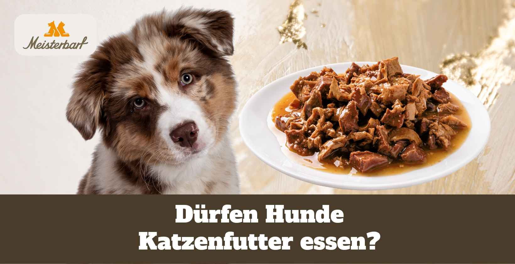 Drfen Hunde Katzenfutter essen?