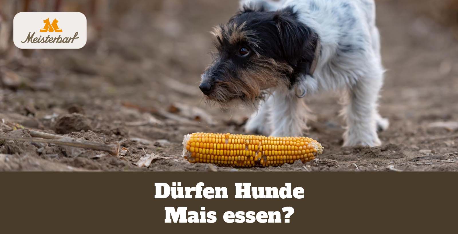 hundebett wolke 7 erfahrungen Hundekrbchen Wolke 7  weich & waschbar