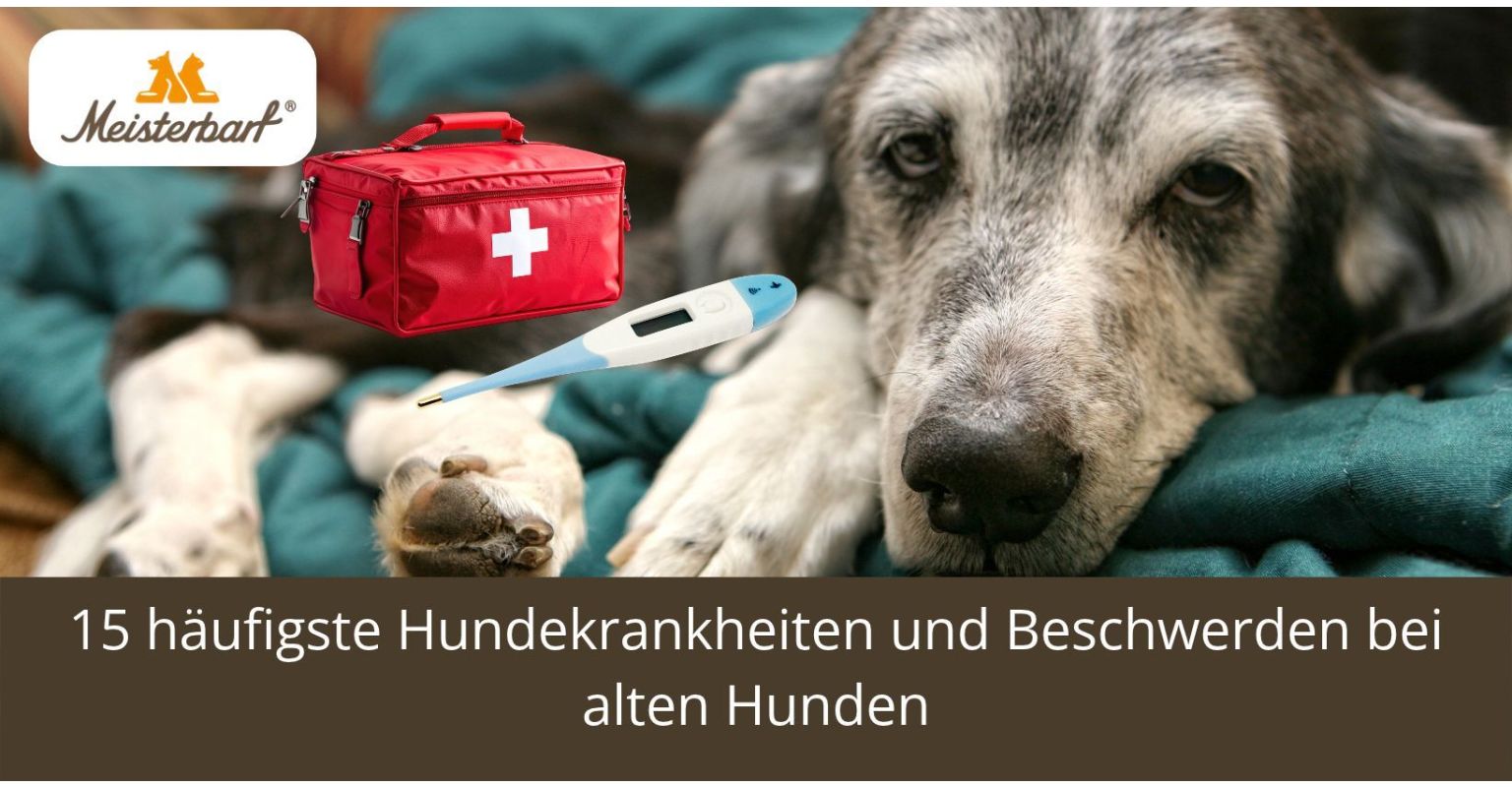Auf dem Bild ist ein alter Hund zu sehen, der krank ist.