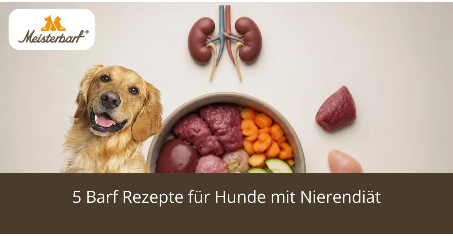 Auf dem Bild ist ein Hund zu sehen. Hinter dem Hund befindet sich Barf für eine Nieredn.
