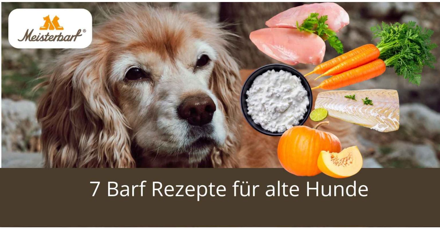 7 Barf Rezepte für alte Hunde