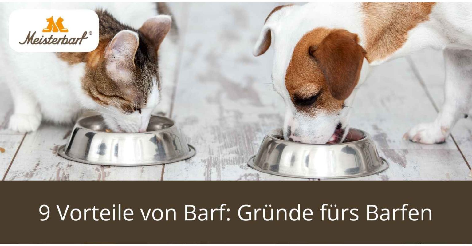 9 Vorteile von Barf: Gründe fürs Barfen