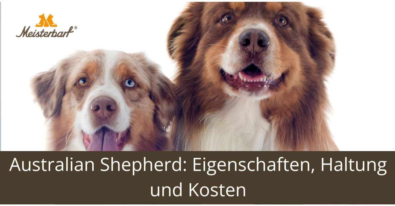 Australian Shepherd: Eigenschaften, Haltung und Kosten