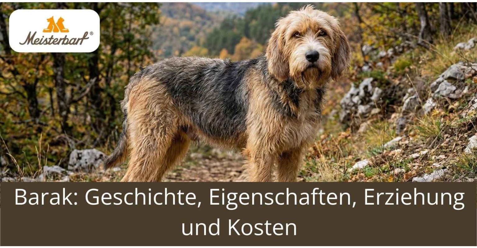 Barak: Geschichte, Eigenschaften, Erziehung und Kosten