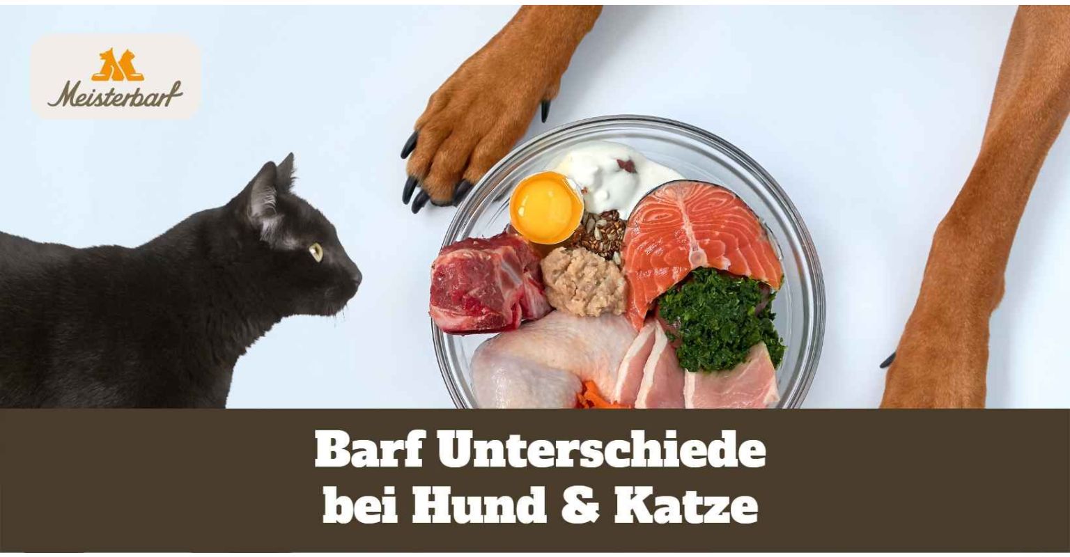 Barf Unterschiede bei Hund & Katze