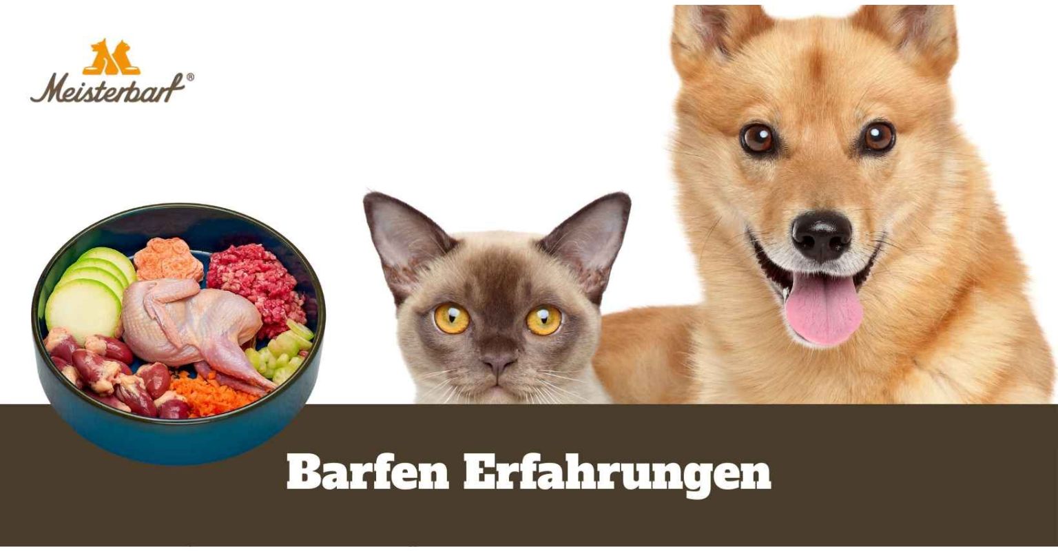Barfen Erfahrungen