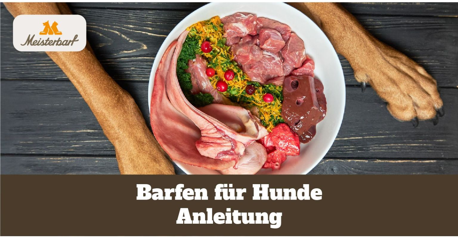 Barfen Hund