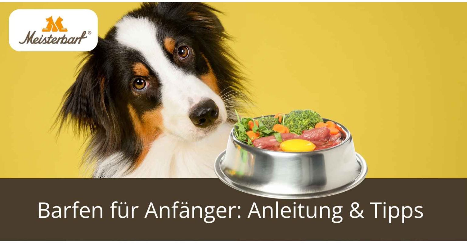 Dieses Bild zeigt einen Hund, der von einem Anfaenger gebarft wird