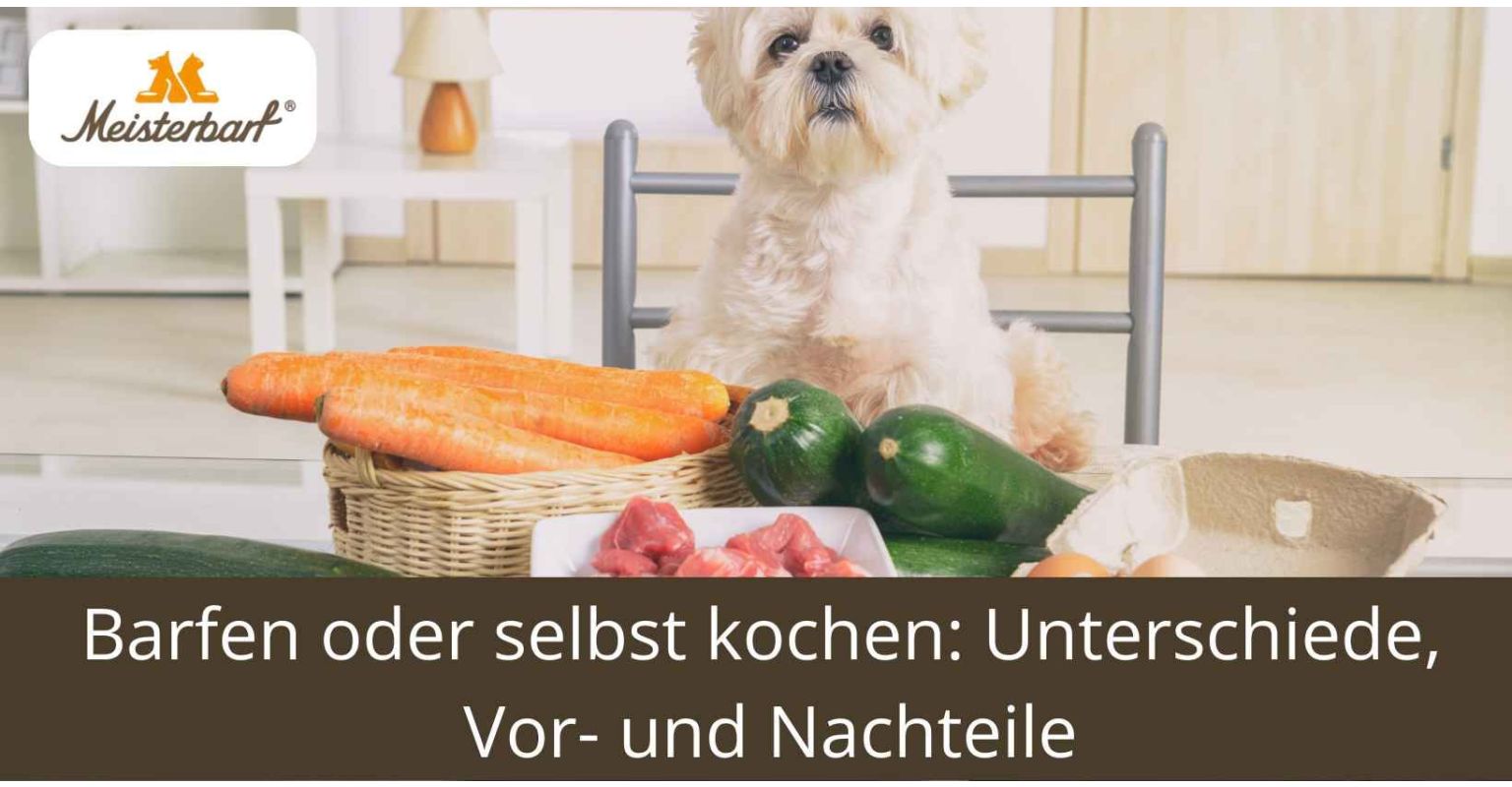 Barfen oder selbst kochen: Unterschiede, Vor- und Nachteile