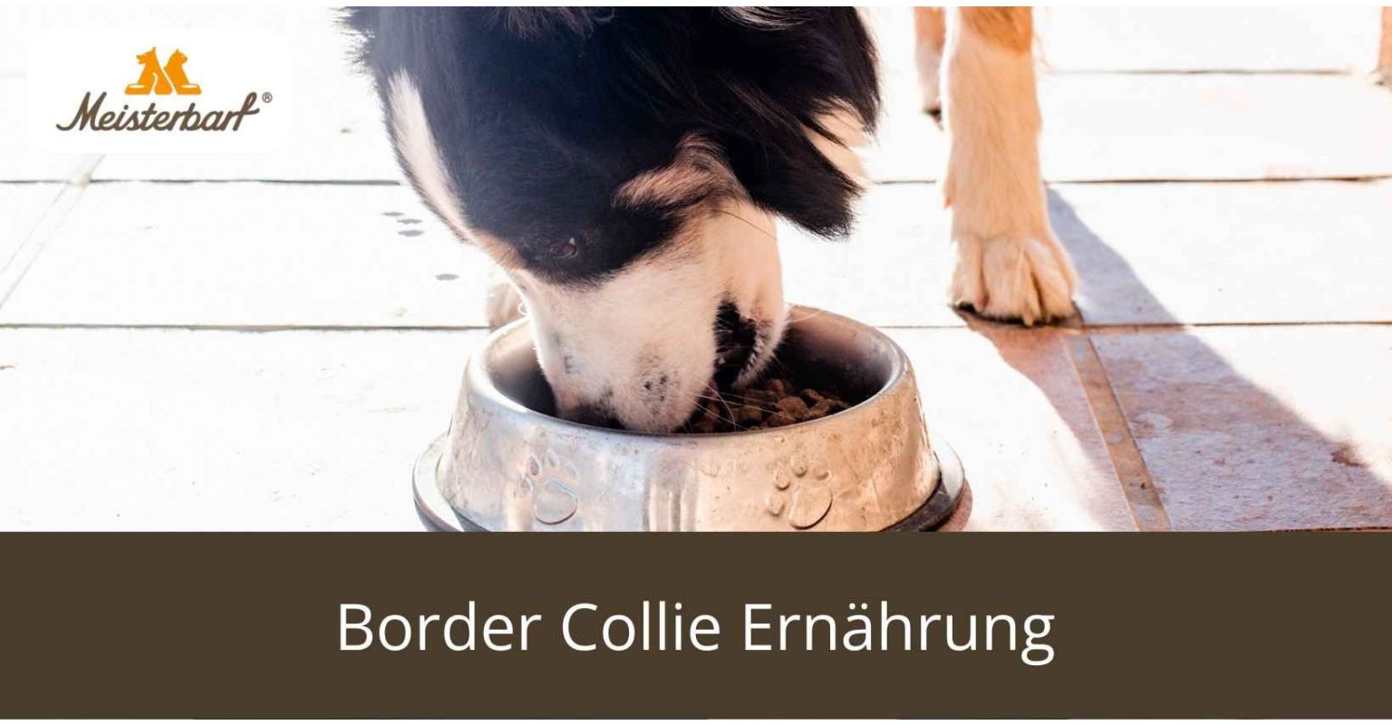Border Collie Ernährung: Bestandteile, Arten & Mengen Tabellen