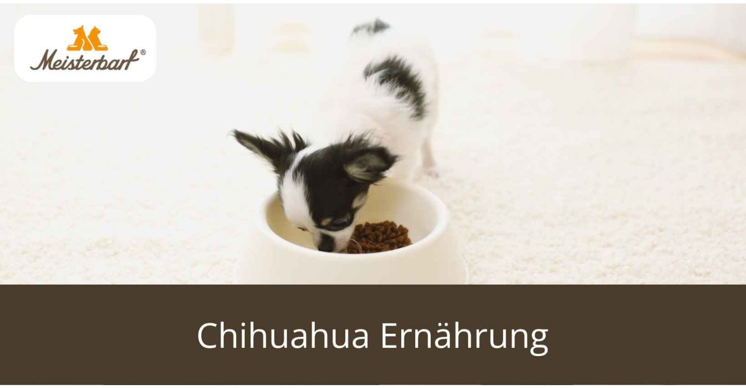 Chihuahua Ernährung: Bestandteile, Arten & Mengen Tabellen