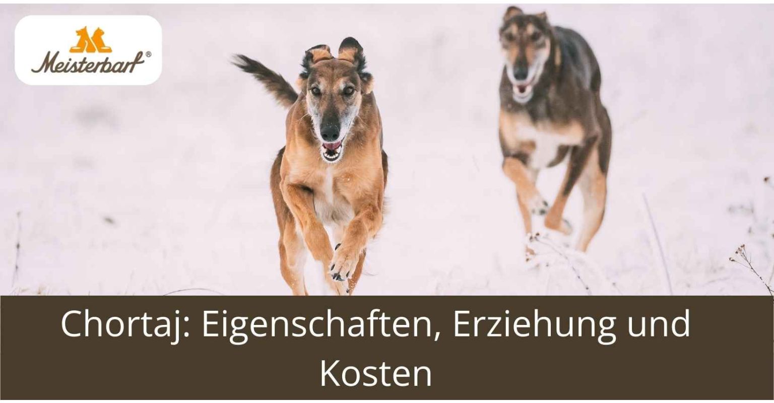 Chortaj: Eigenschaften, Erziehung und Kosten