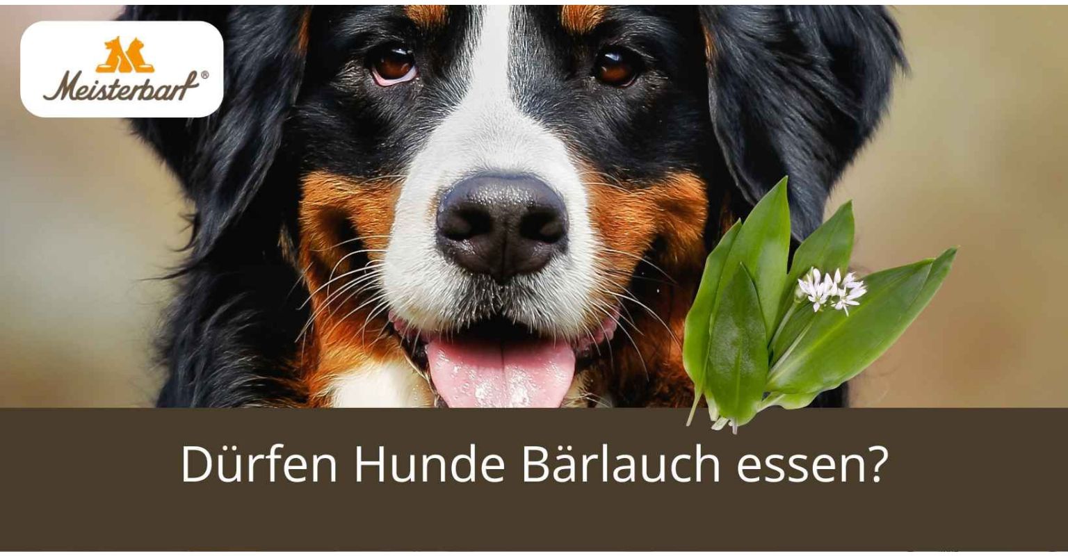 Dürfen Hunde Bärlauch essen?