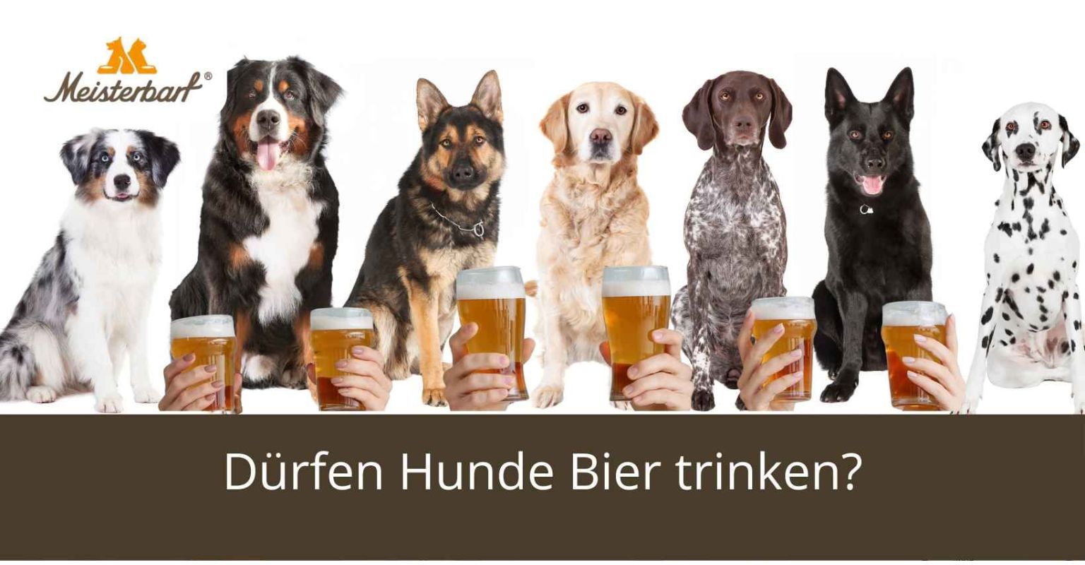 Dürfen Hunde Bier trinken?