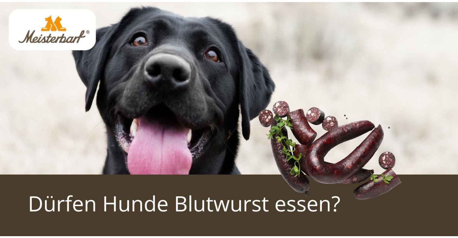 Dürfen Hunde Blutwurst essen?