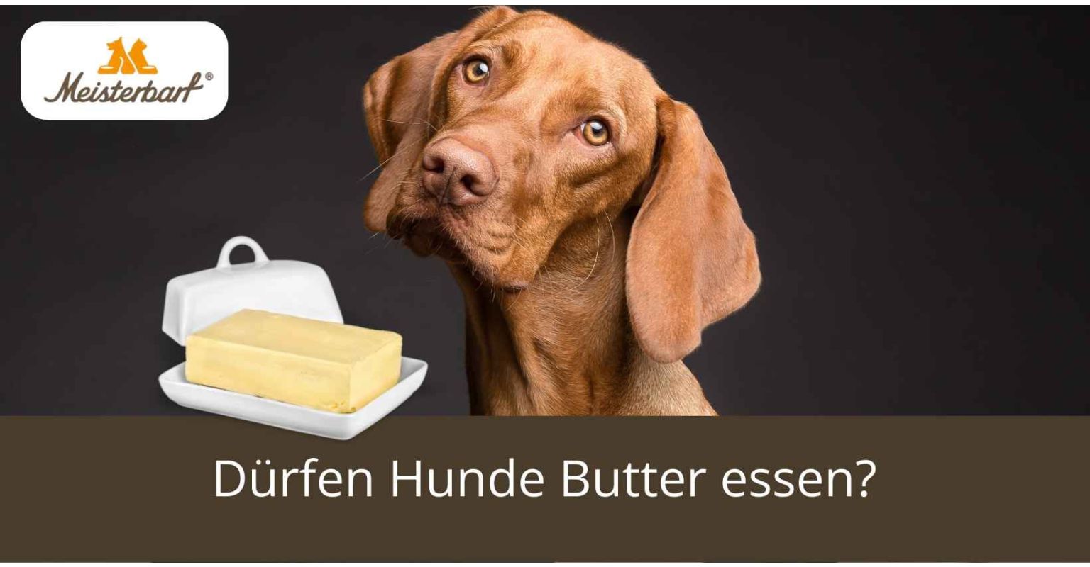 Dürfen Hunde Butter essen?