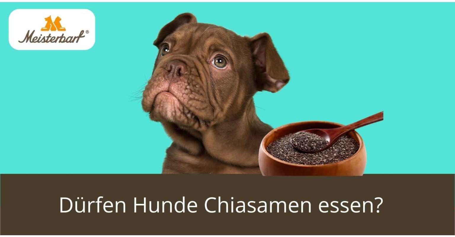 Dürfen Hunde Chiasamen essen?