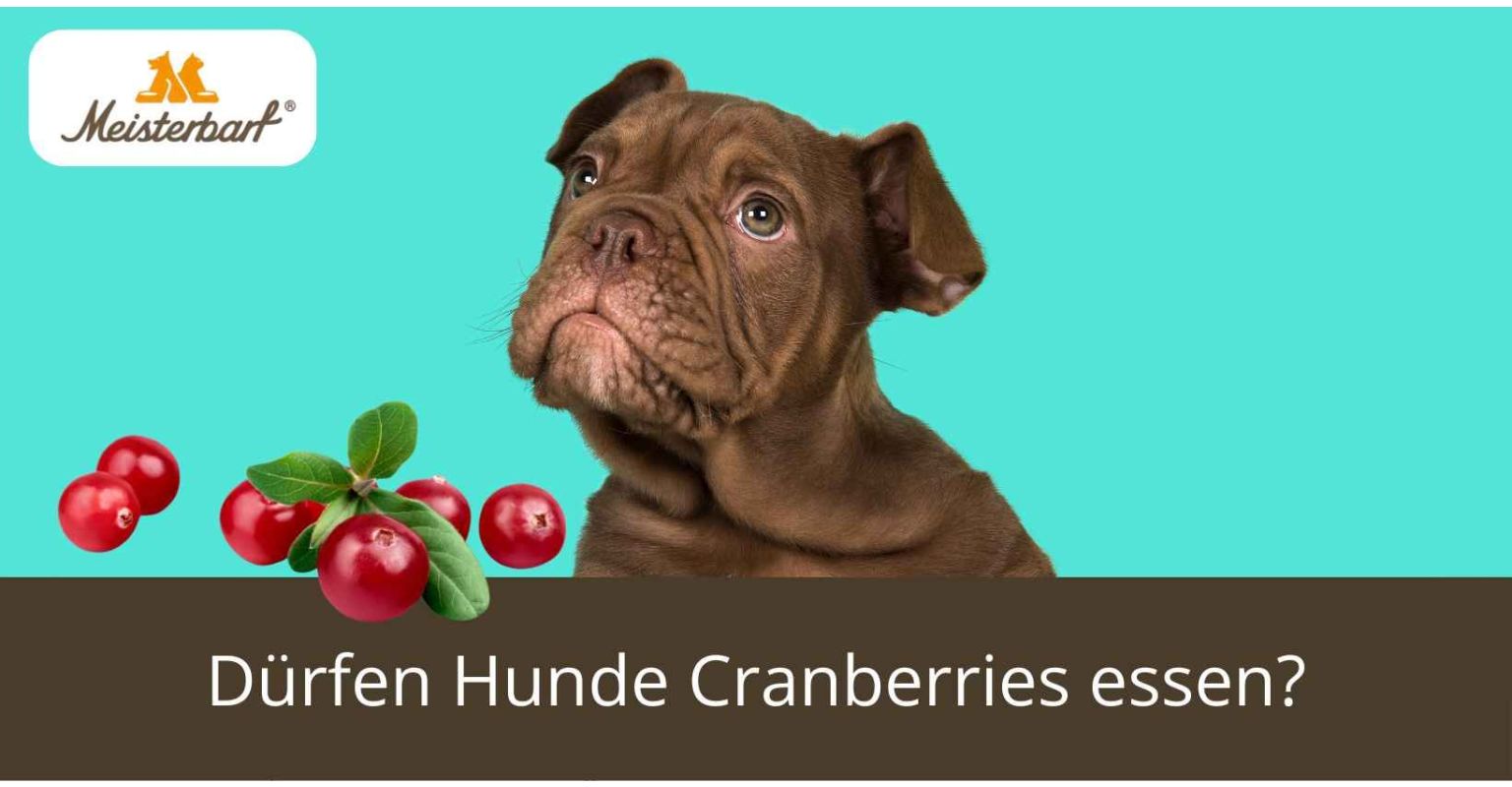 Dürfen Hunde Cranberries essen?
