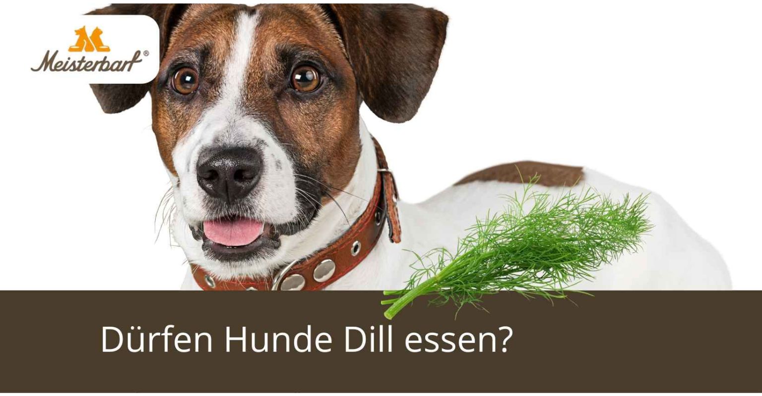 Dürfen Hunde Dill essen?