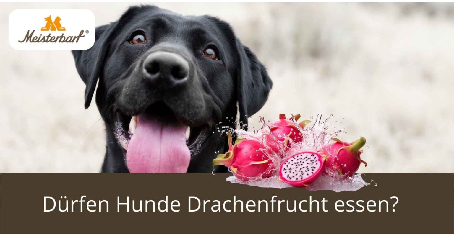 Dürfen Hunde Drachenfrucht essen?