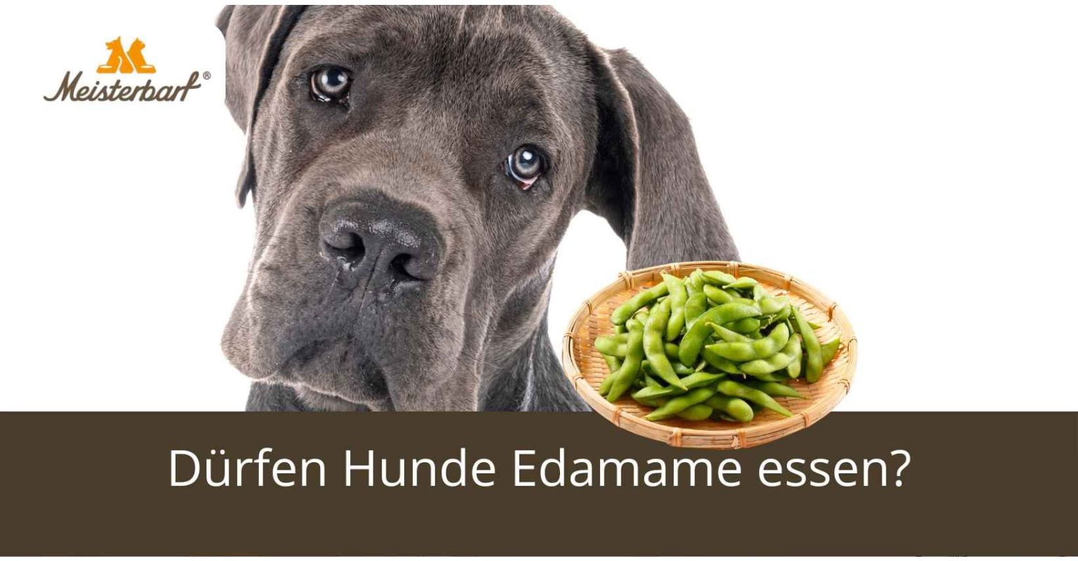 Dürfen Hunde Edamame essen?
