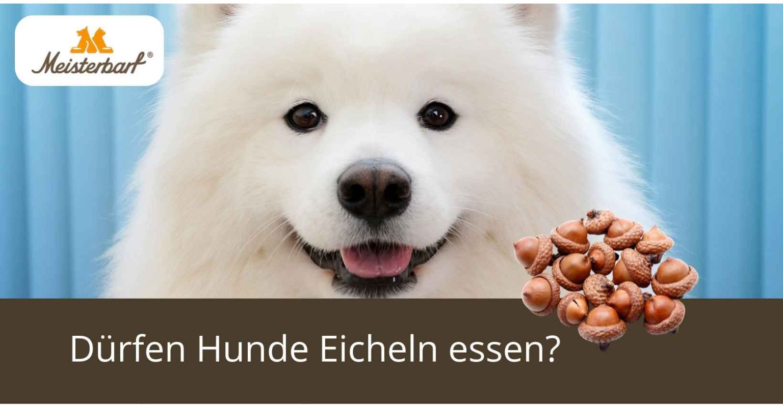 Dürfen Hunde Eicheln essen?