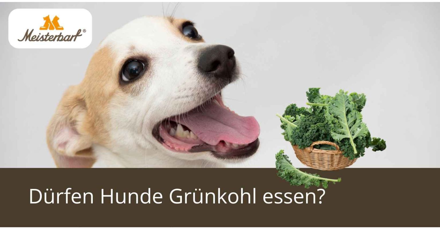 Dürfen Hunde Grünkohl essen?