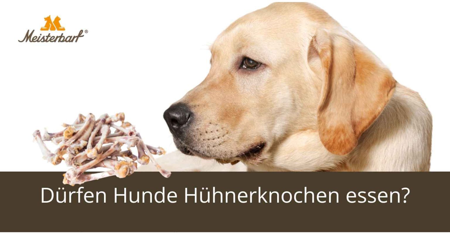 Dürfen Hunde Hühnerknochen essen?