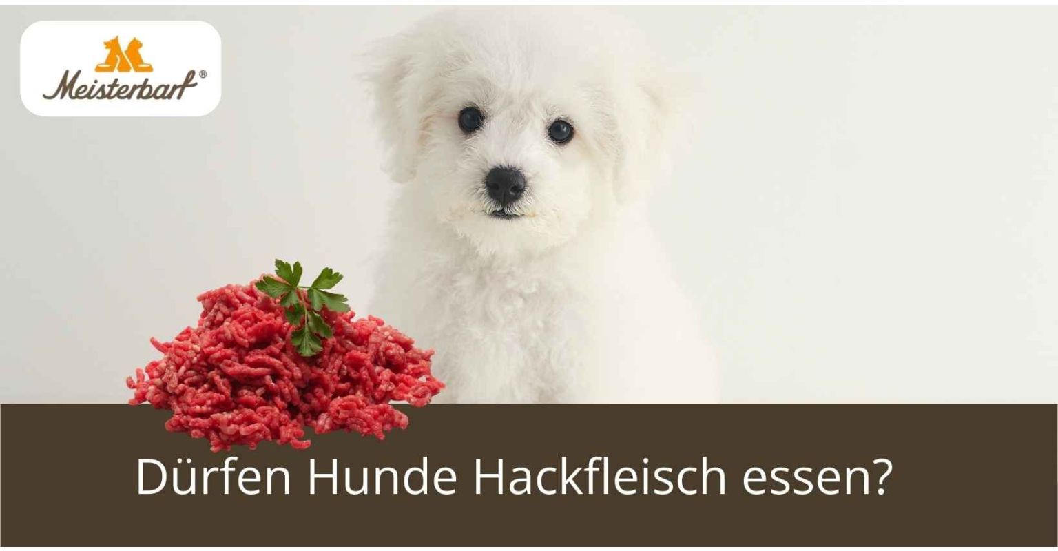 Dürfen Hunde Hackfleisch essen?