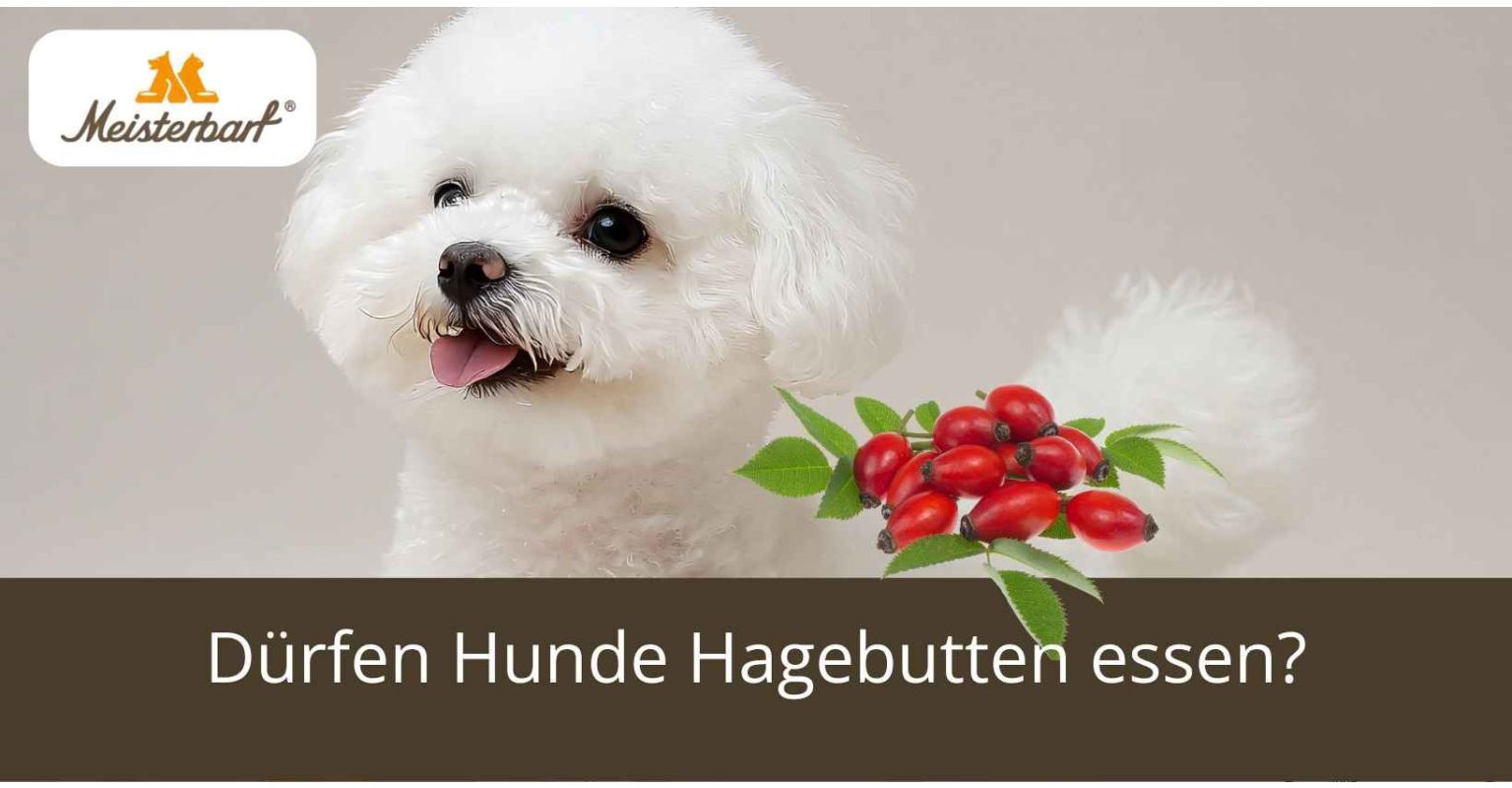 Dürfen Hunde Hagebutten essen?