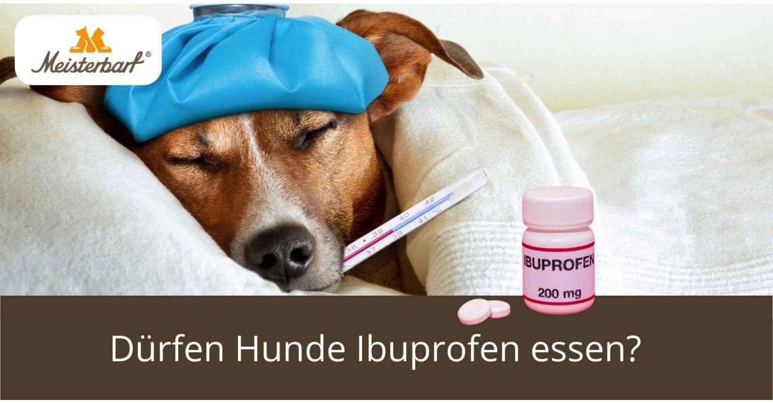 Dürfen Hunde Ibuprofen essen?