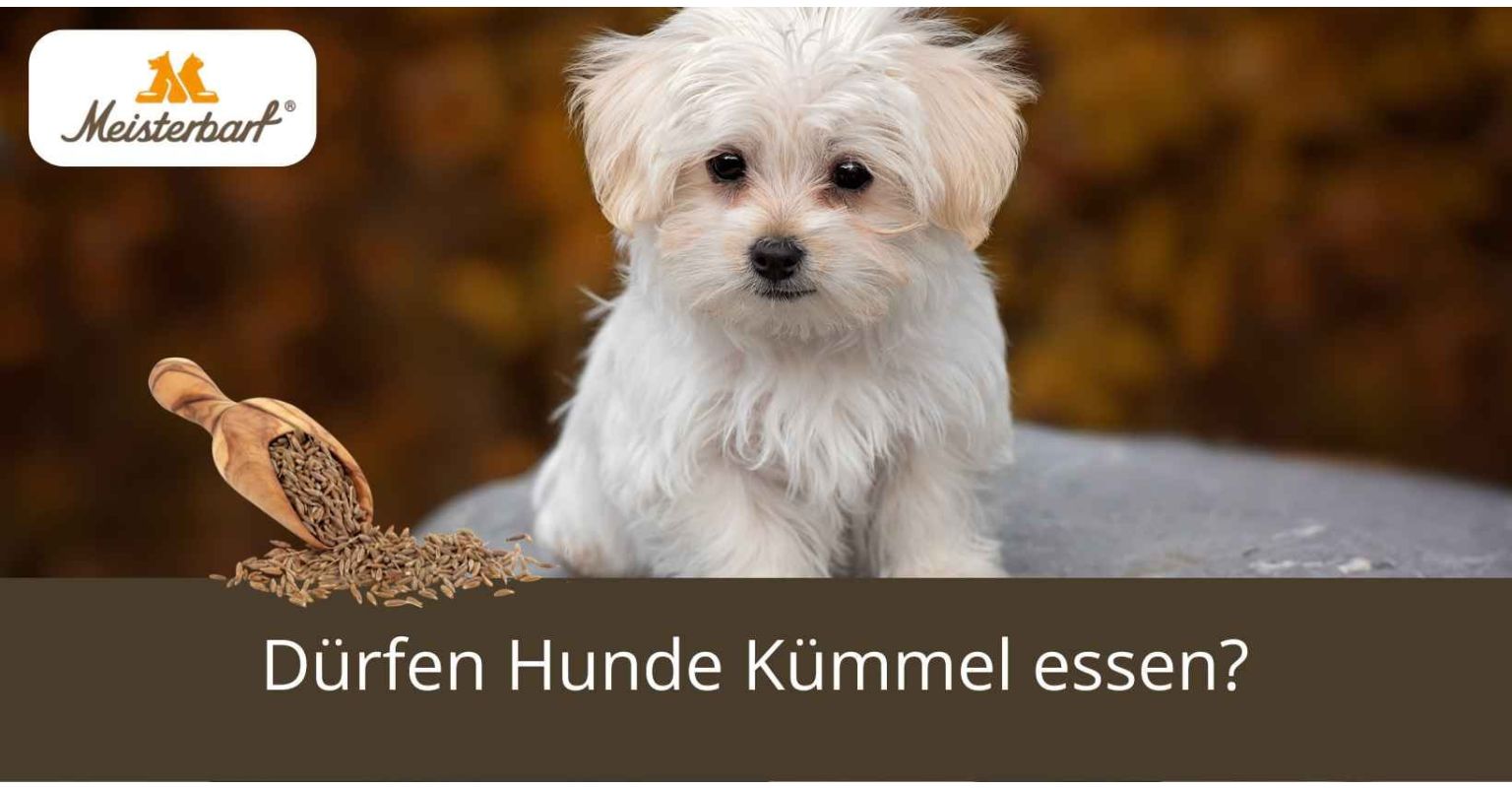 Dürfen Hunde Kümmel essen?