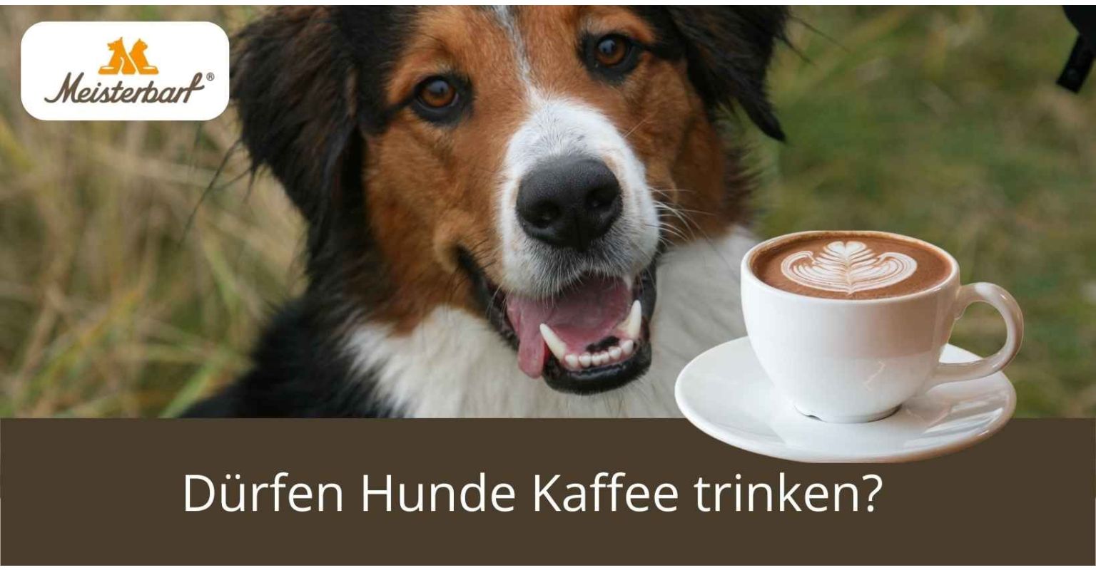 Dürfen Hunde Kaffee trinken?